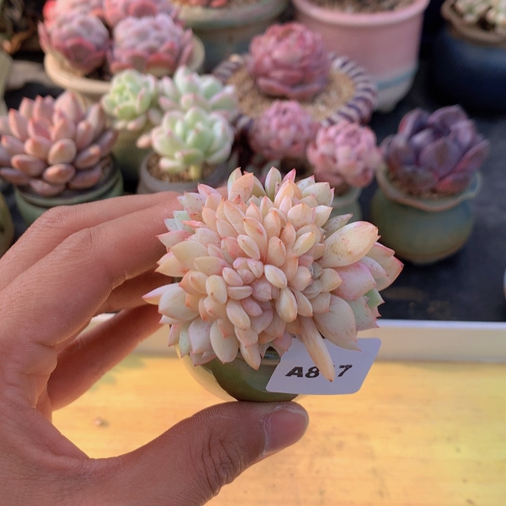 一物一拍满38包邮A817
