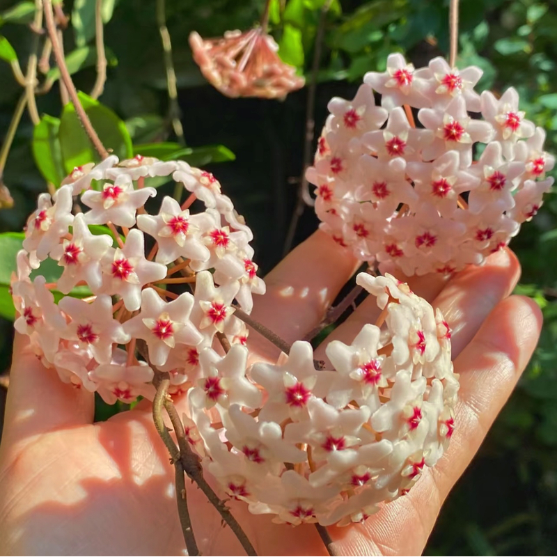 【太行】银斑球兰经典款养护简单颜值高耐热耐寒阳台垂吊植物球兰