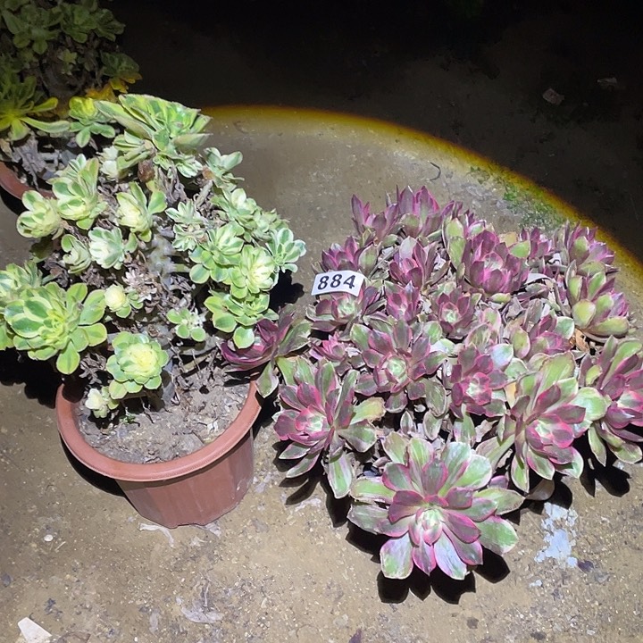 多肉植物断枝不包884法师两颗