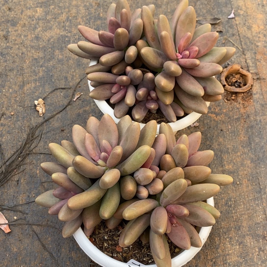 蓝*两单包邮1129-21糖果2