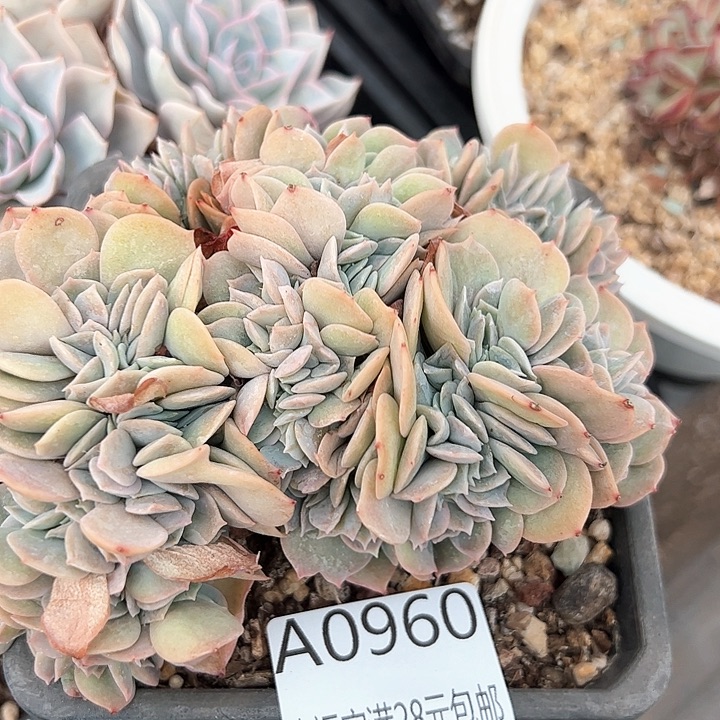 幸运的是我们自己