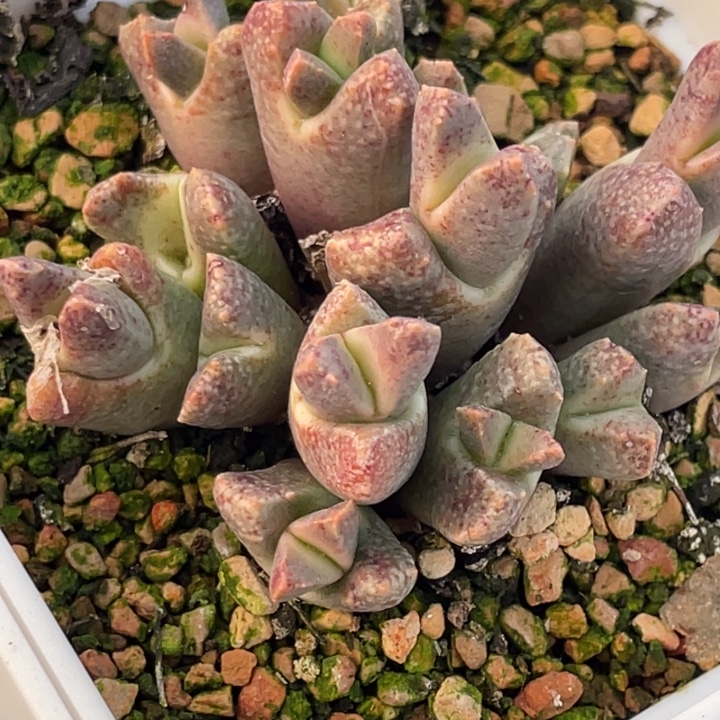 群生哥斯拉母本5公分