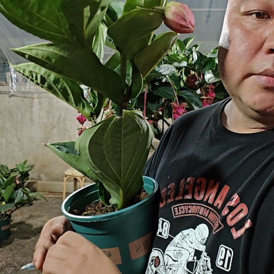 腊***信无花朵宝莲灯花基地发货