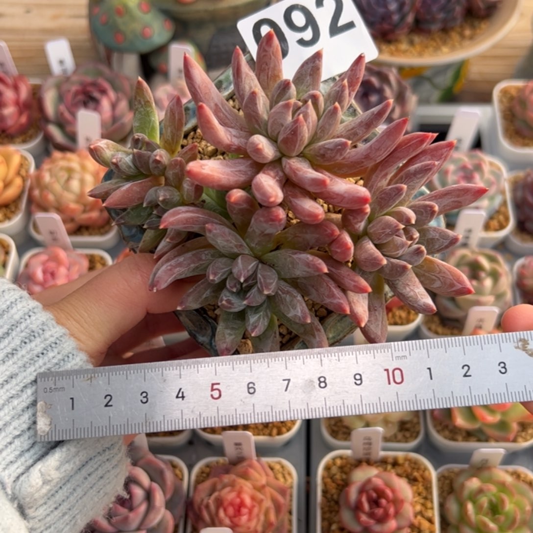 ?*✨092 多肉植物组合