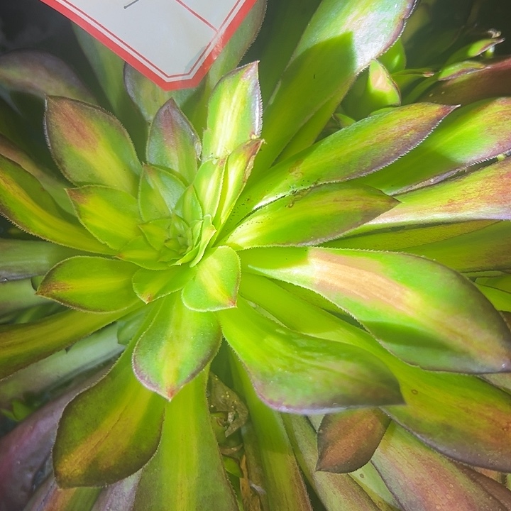 法师锦29好好看看童颜