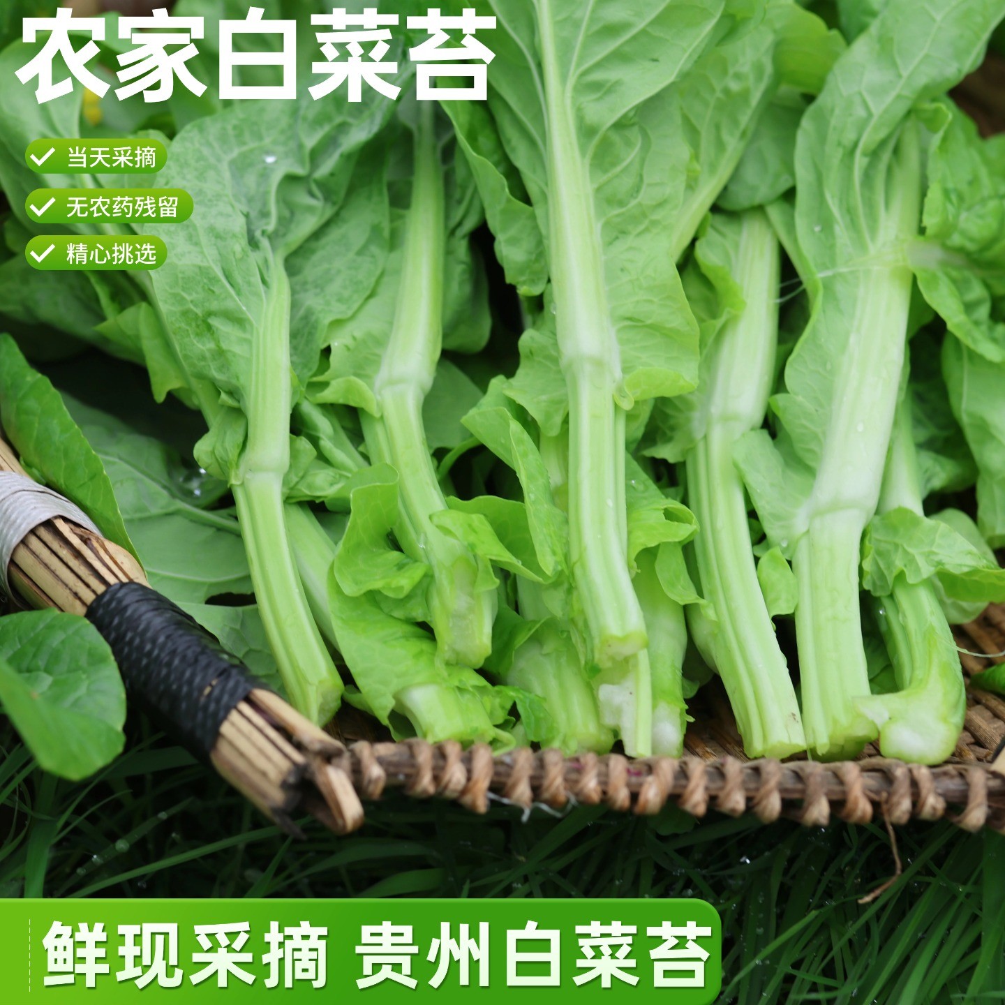 贵州霜后白菜苔农家白菜芯新鲜现摘现发新鲜菜苔