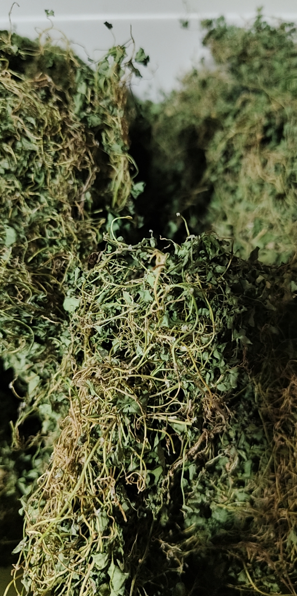 小叶铜钱草。马蹄金。积雪草足干货。