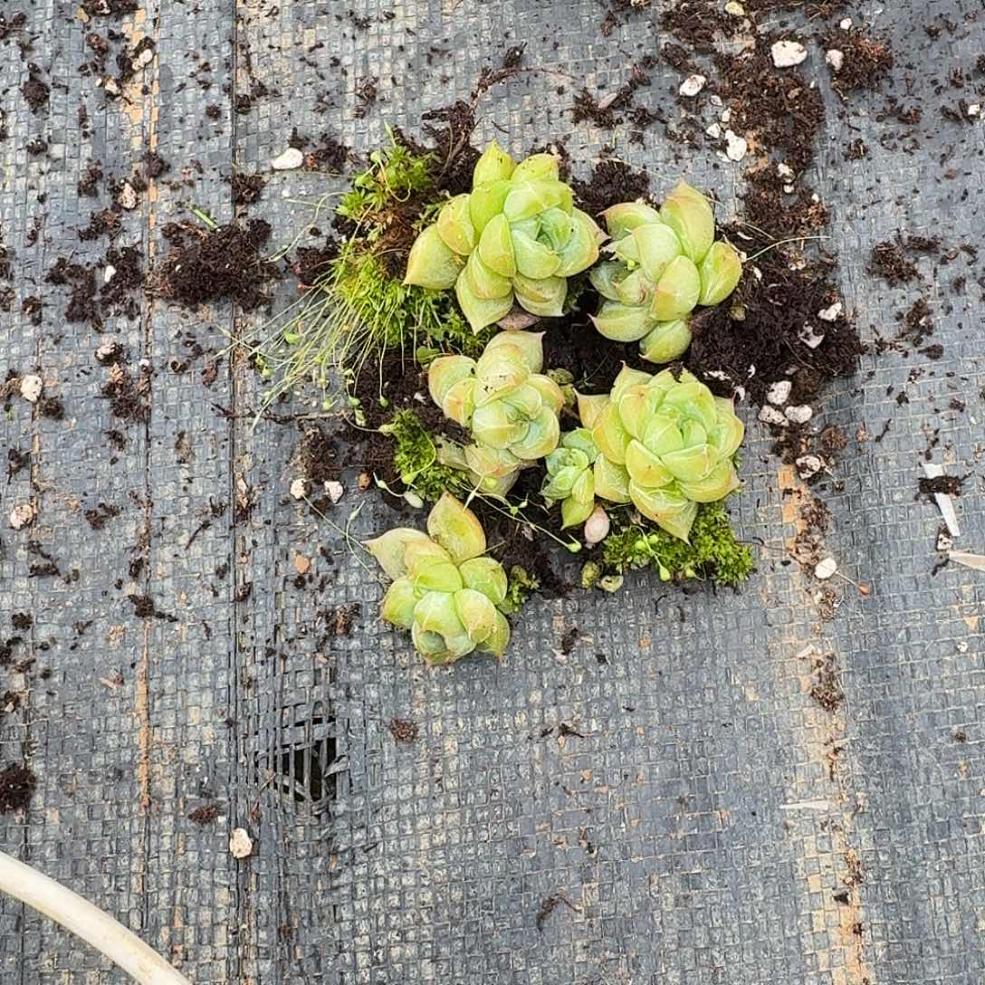 绿翡翠珍妮小苗五颗量拍