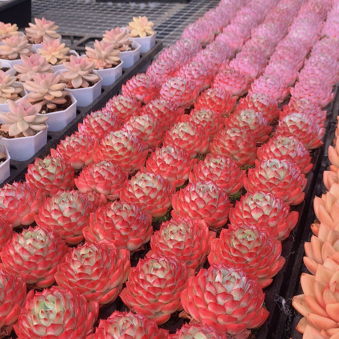 粉色诱惑3颗00000000000000