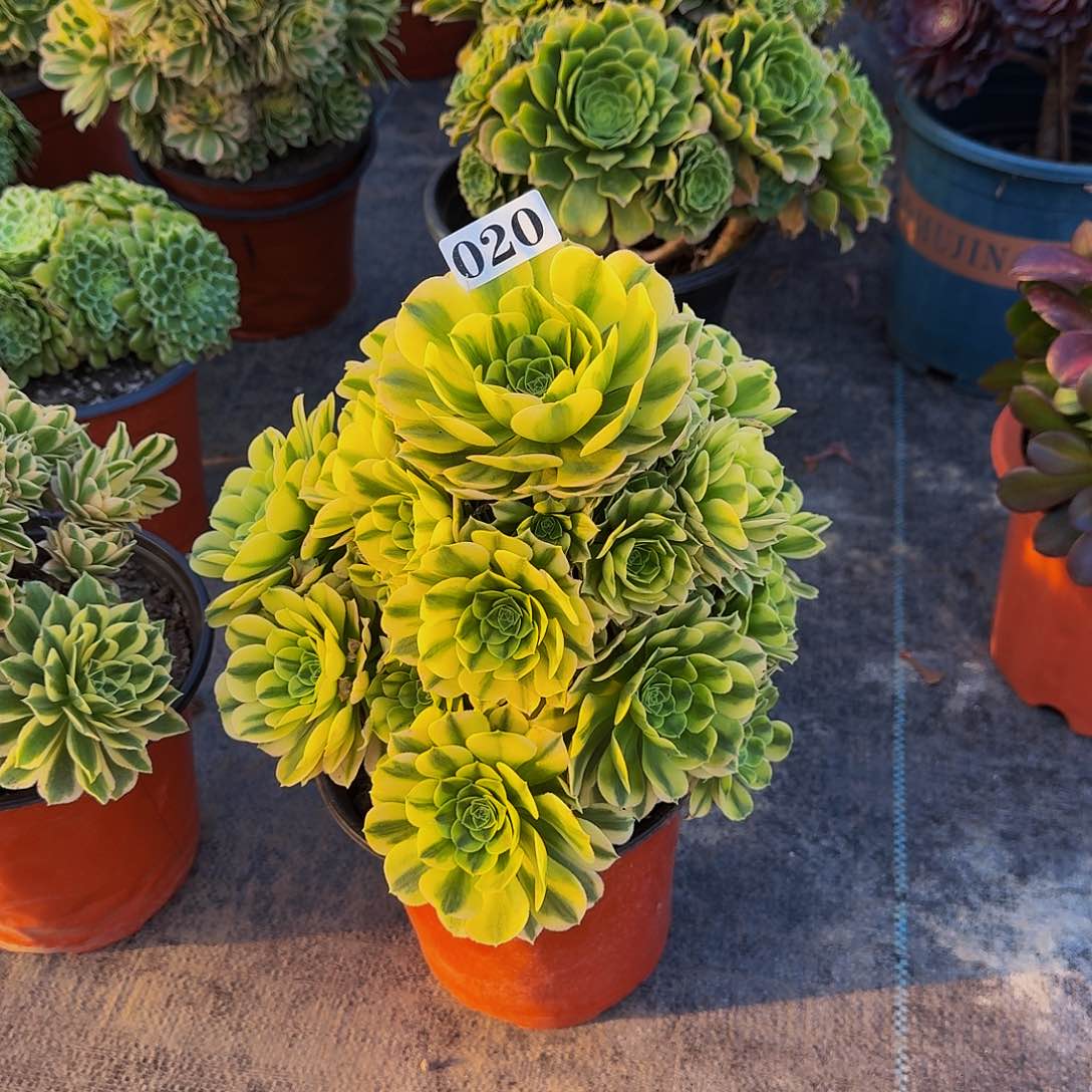 020金丝翡翠多肉植物
