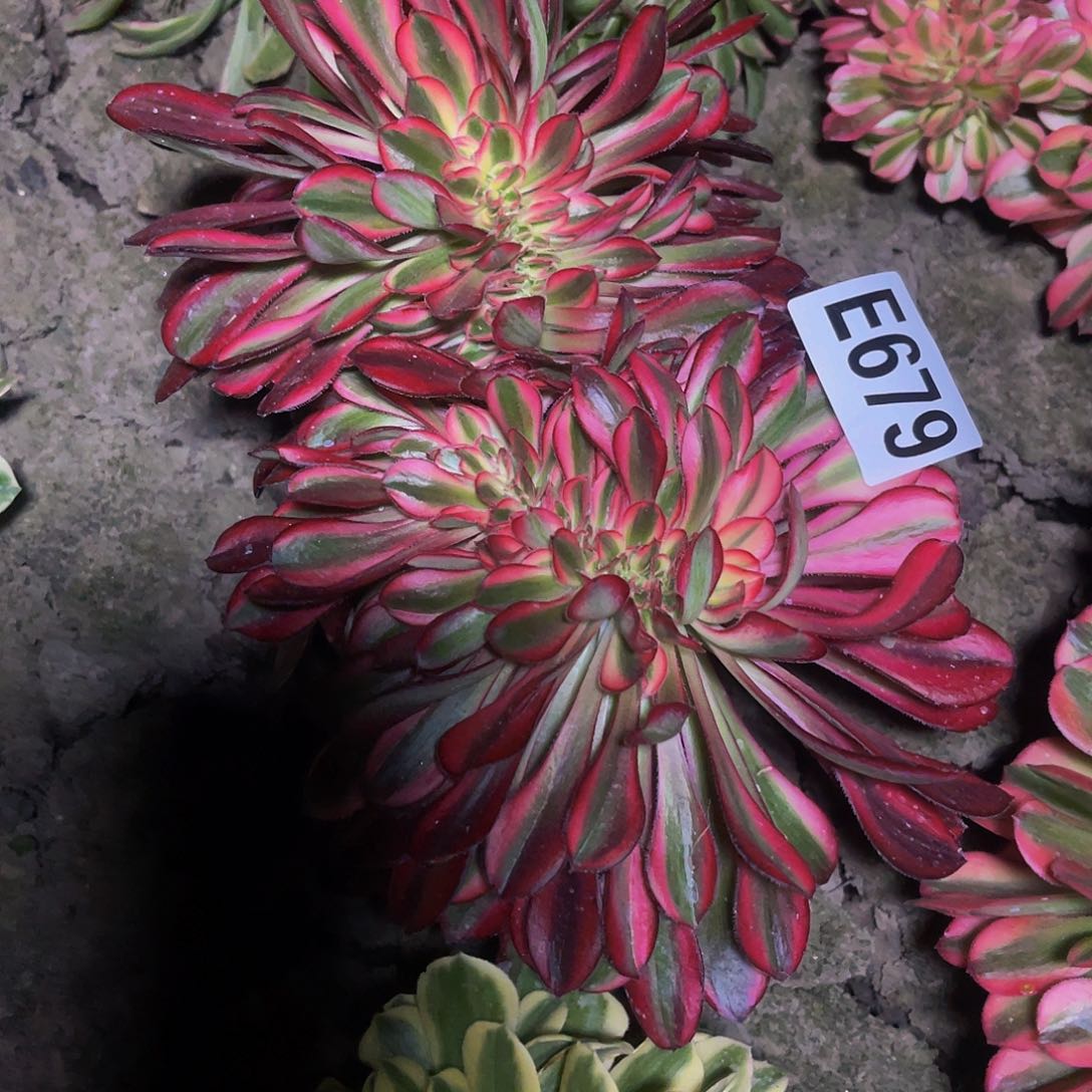 香奈儿法师28/-32包邮法师