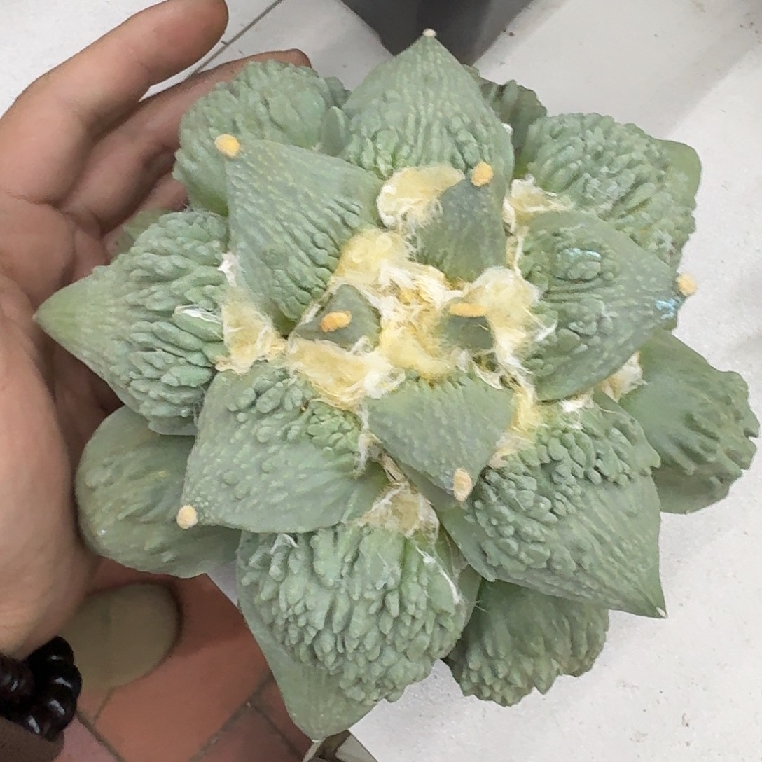 怒涛牡丹仙人球仙人球