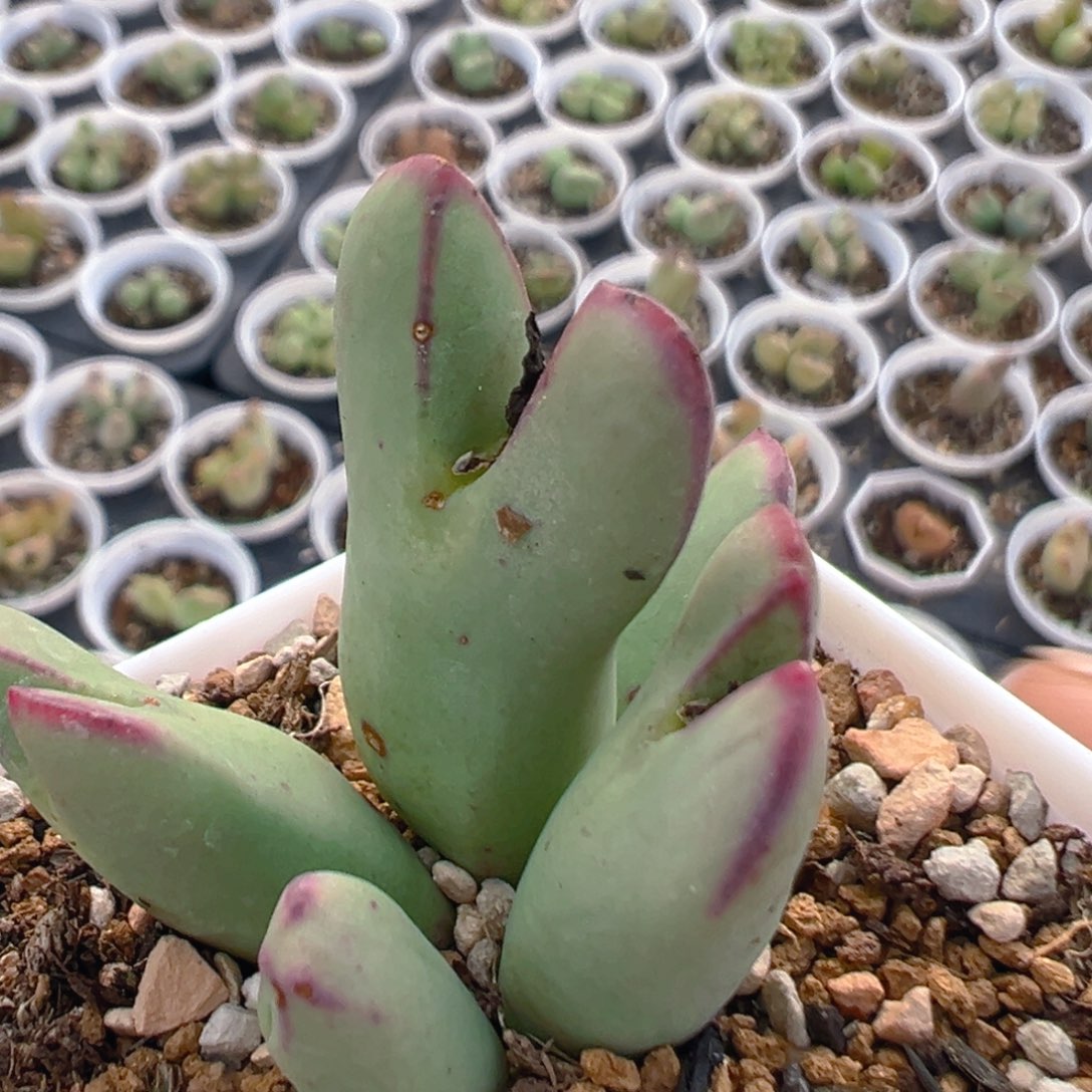 126多肉植物百科知识