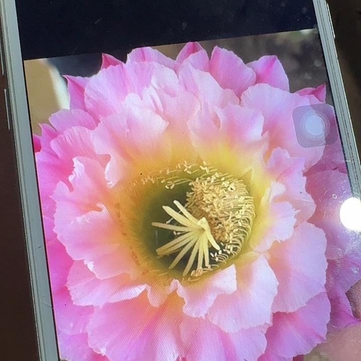 河岸侧芽5公分左右毛花柱歪头