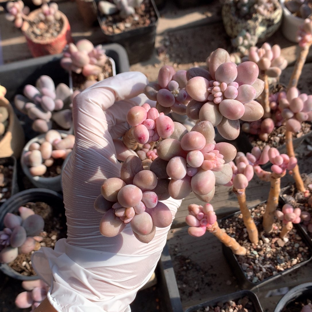 仙子奶酪多肉仙子奶酪