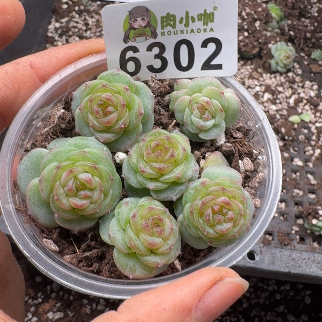 多肉植物多肉植物