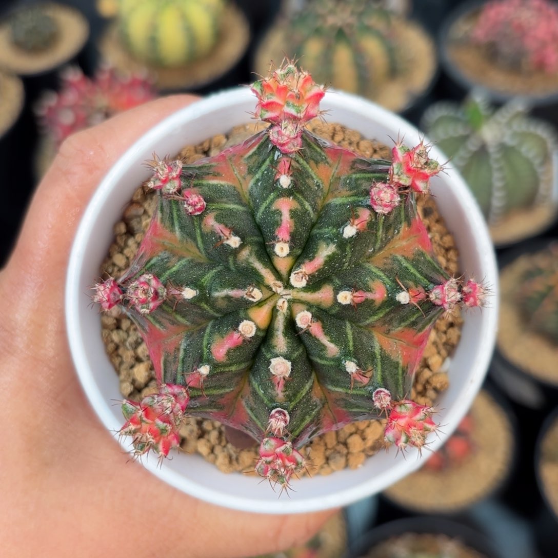 泰系米哈实生母本仙人球152