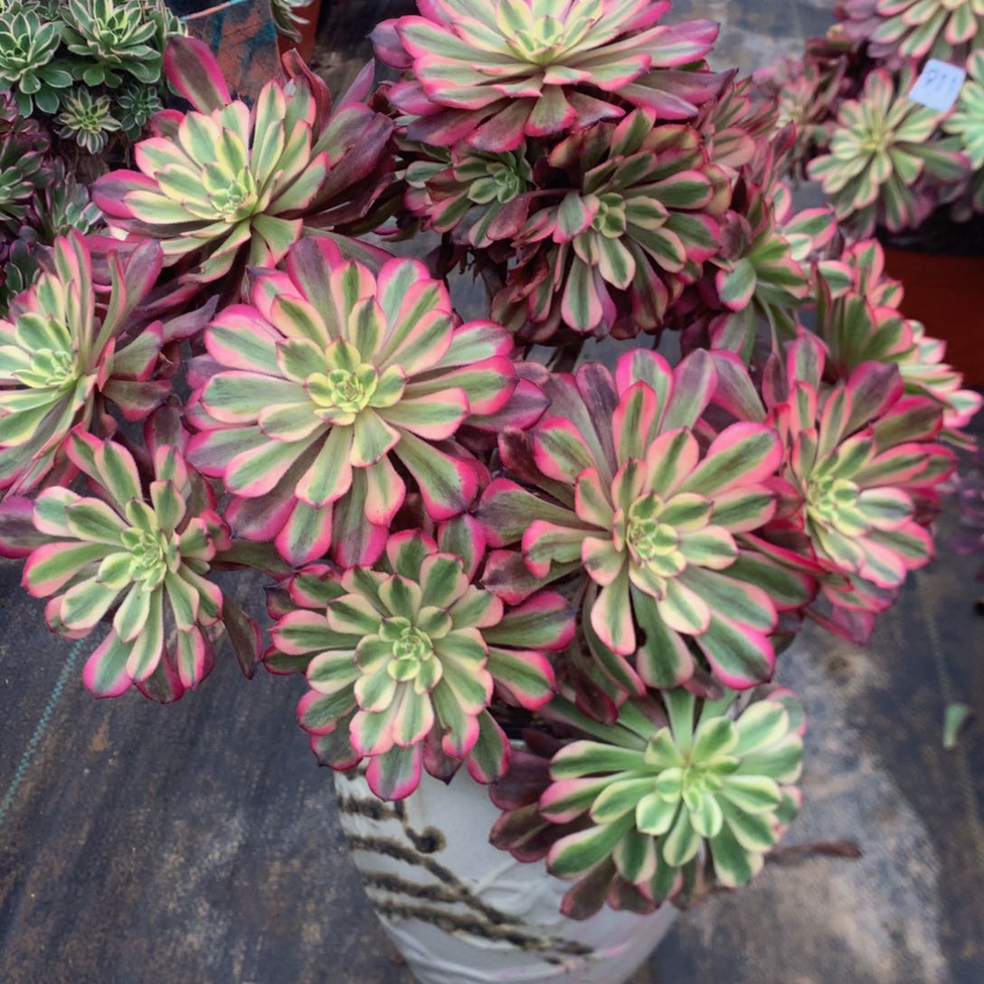 913月婵多肉植物