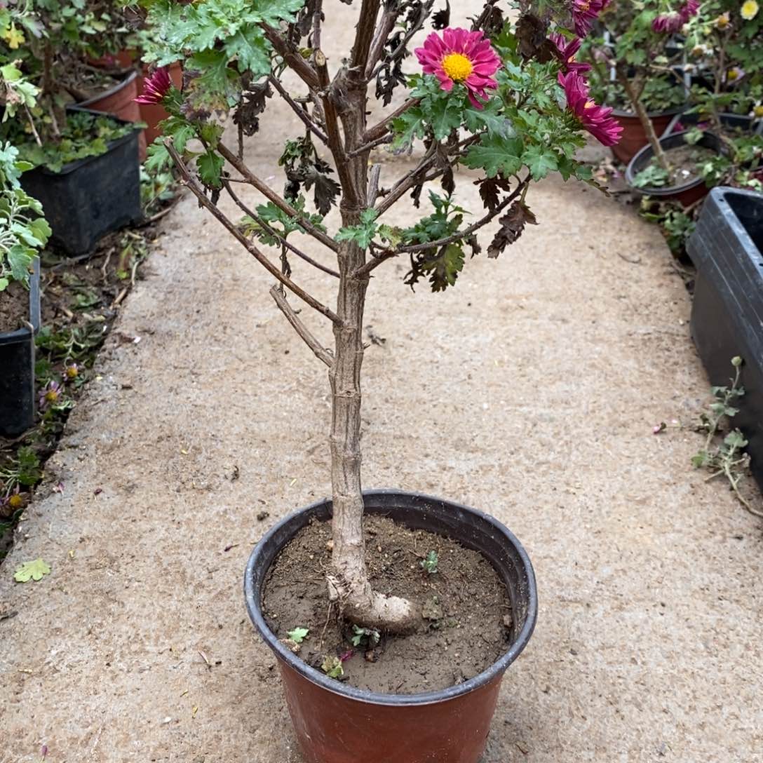 看***登无花朵盆景盆景盆景30