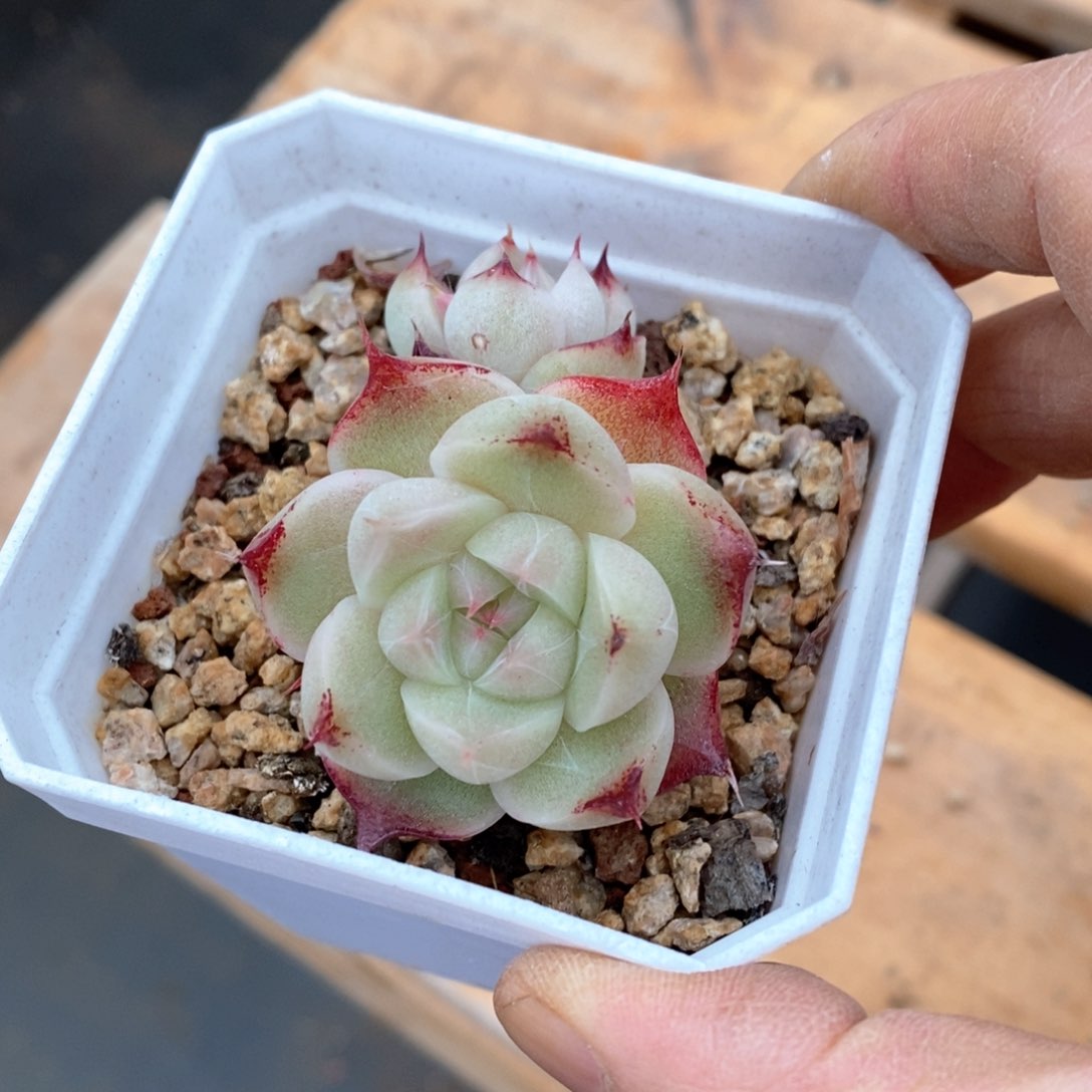 精品多肉一物一拍不包整133