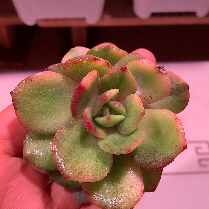 奶茶拉丝锦锦锦锦锦锦锦
