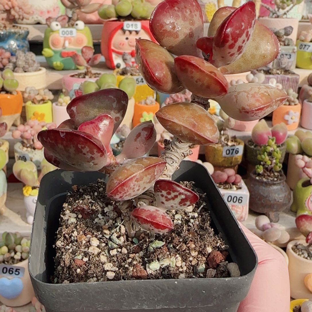 娜***子老桩爱心 盆口6cm