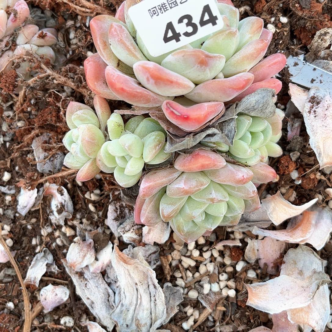 阿雅园艺。       434