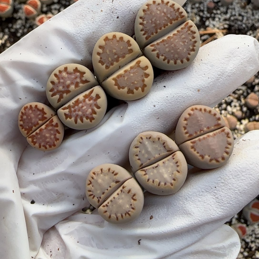 阿***韵11.29. .013 .015。.9023