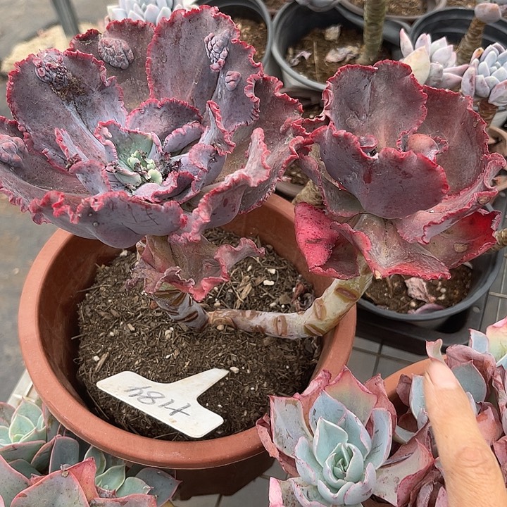 两单包邮，一物一拍184嘉年华