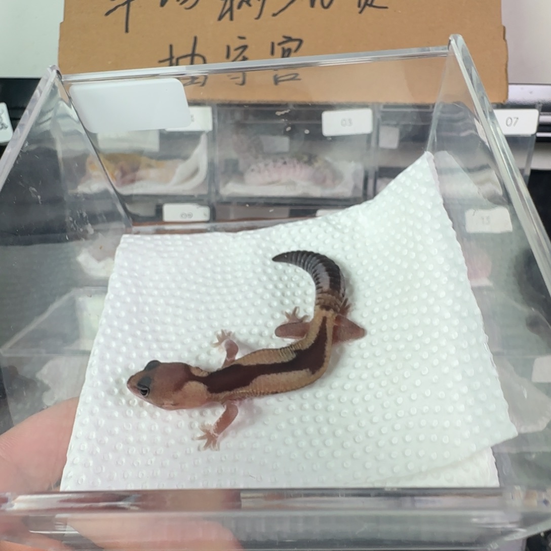 豹纹守宫祖鲁妹妹瘾橘白