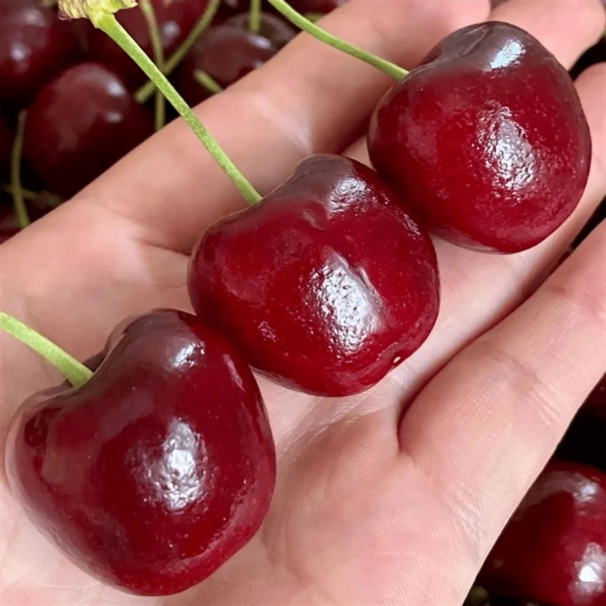 车厘子海运拉宾斯3JD5斤净重 内附果径卡