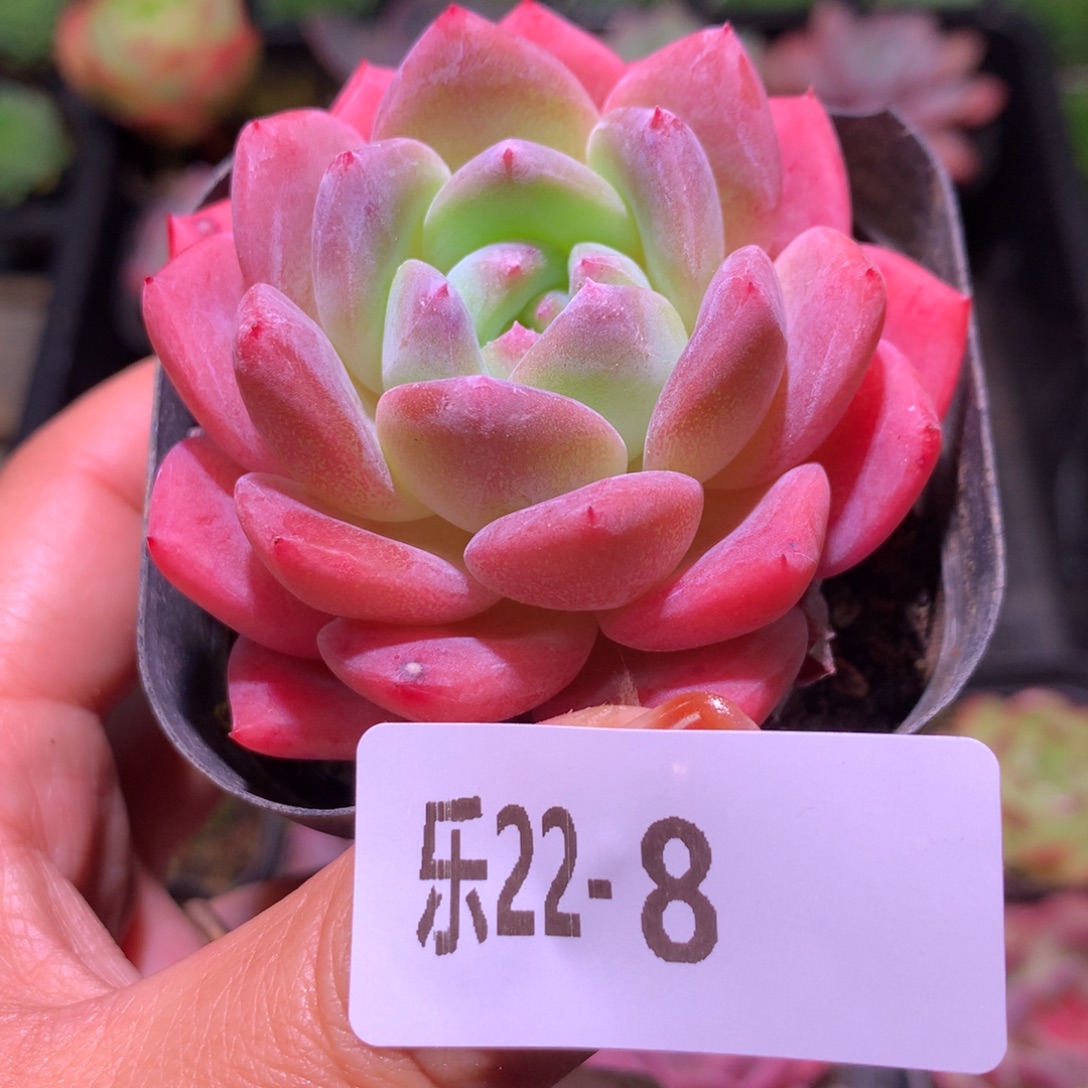 乐然22-8 冰糖单头 
