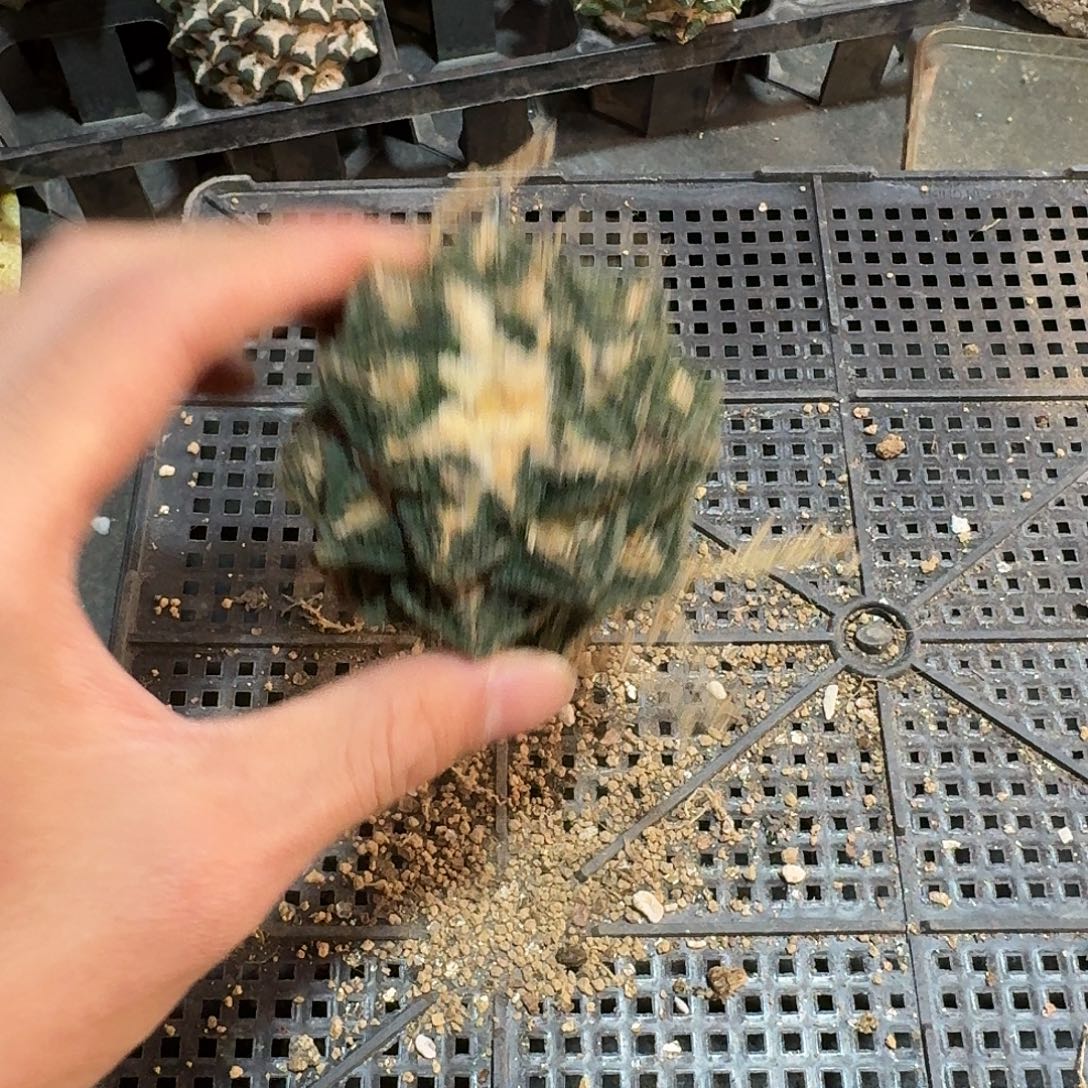 442号仙人球辛顿有根