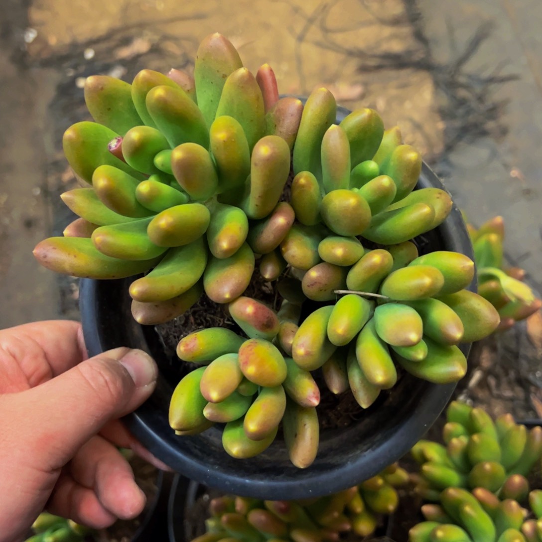 金禅四头老桩整桩