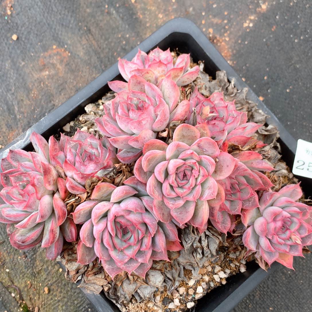 2578杂交多肉植物