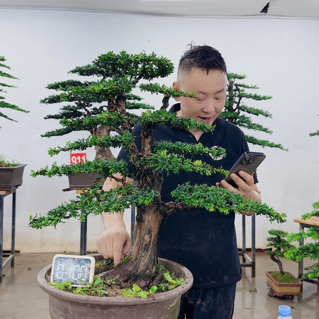@***g无花朵盆景制作过程非常