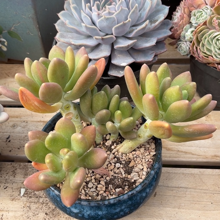 金蝉多肉植物0130