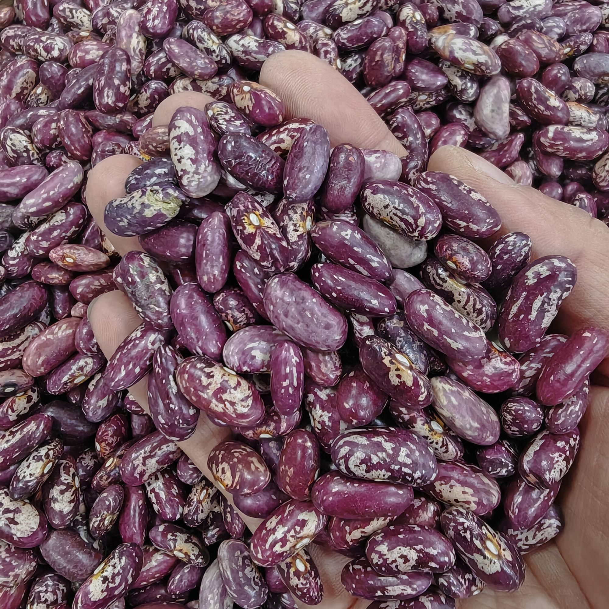 农家2024当地花芸豆熬粥
