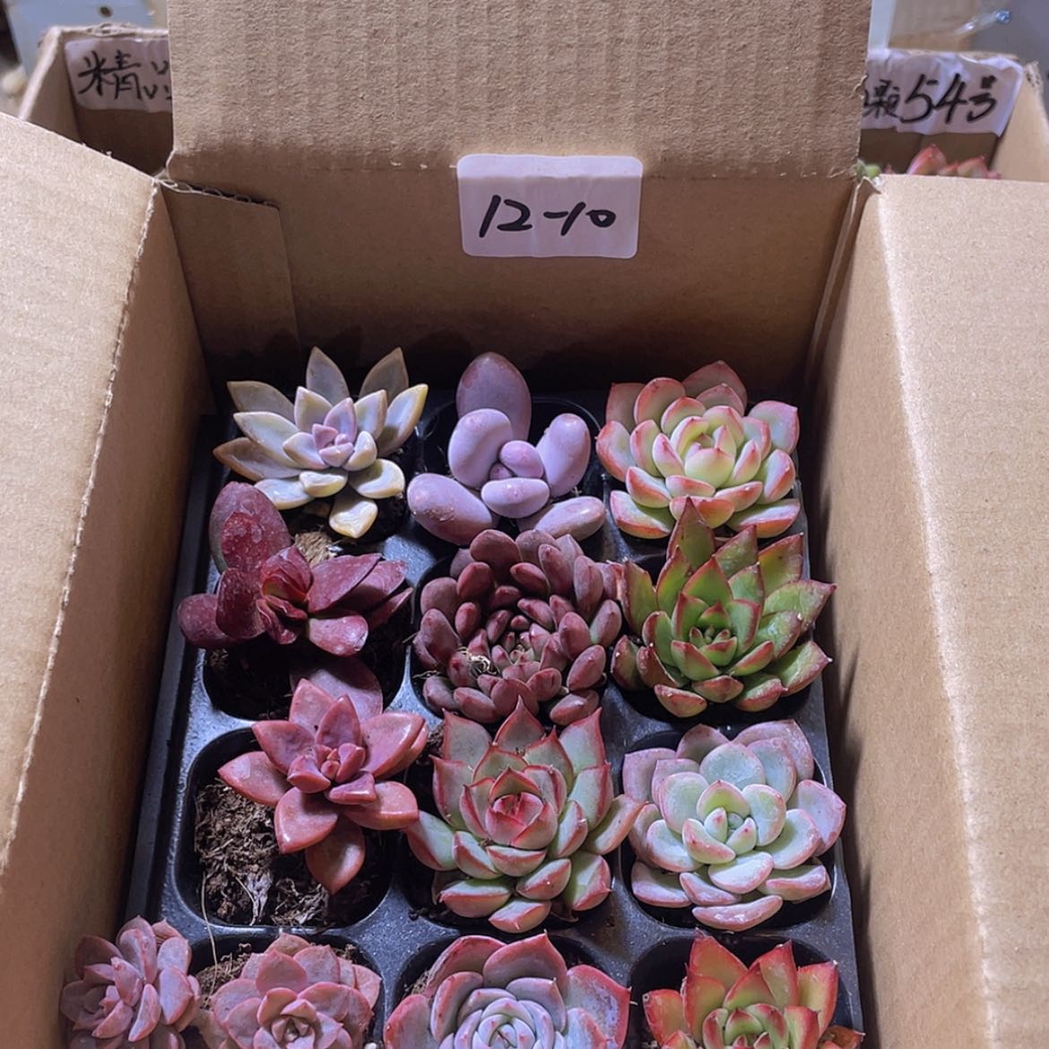 【闪购商品】12颗-10