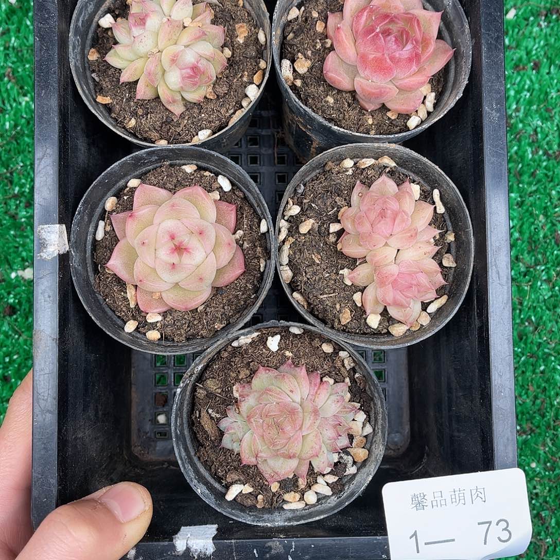 多肉杂交一物一拍1-73