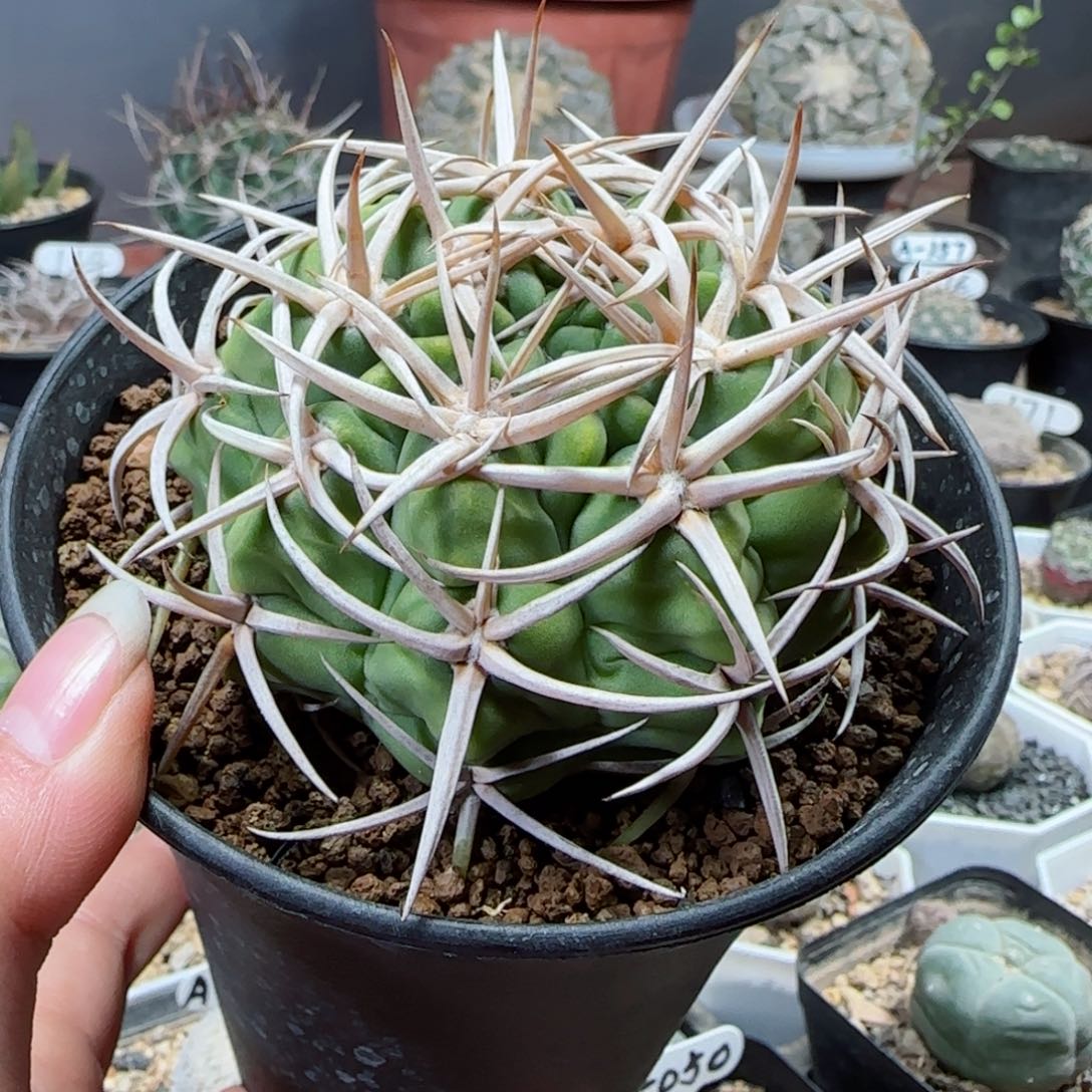 实生碧岩玉多肉7.5厘米