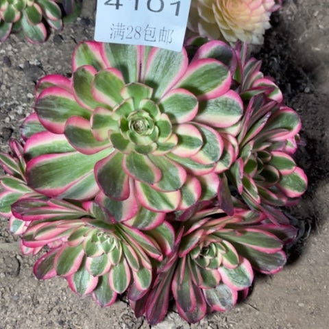 荔枝多肉多肉4101