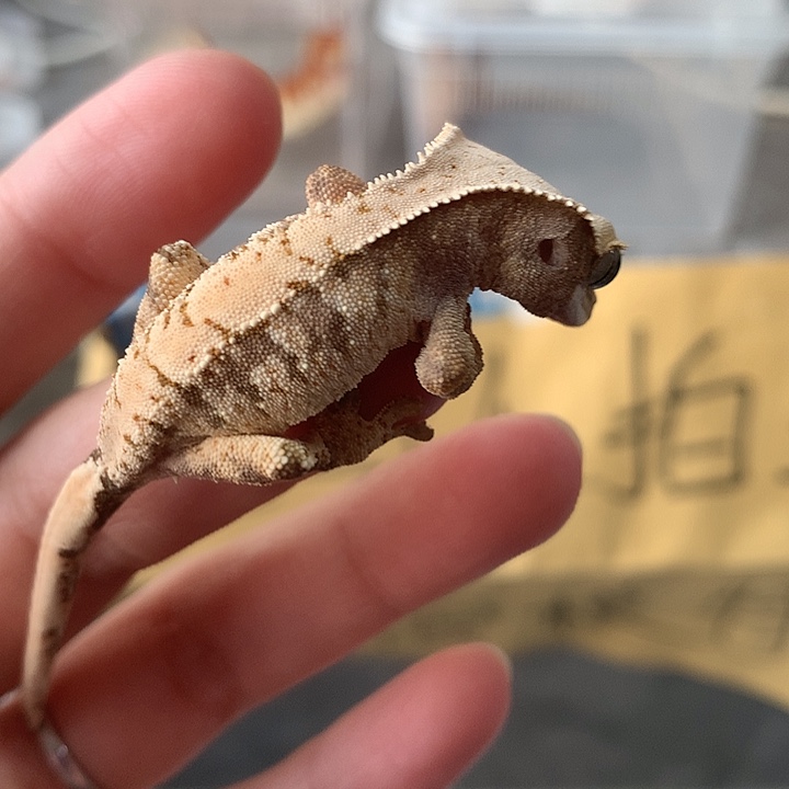 豹纹守宫睫角守宫