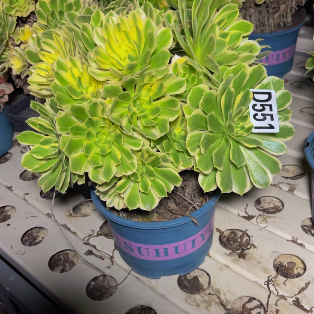 燕凝法师7////49包邮