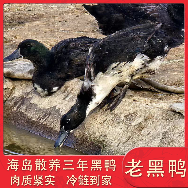 【三年黑鸭】海岛散养三年煲汤老黑鸭海鸭煲汤红烧样样鲜