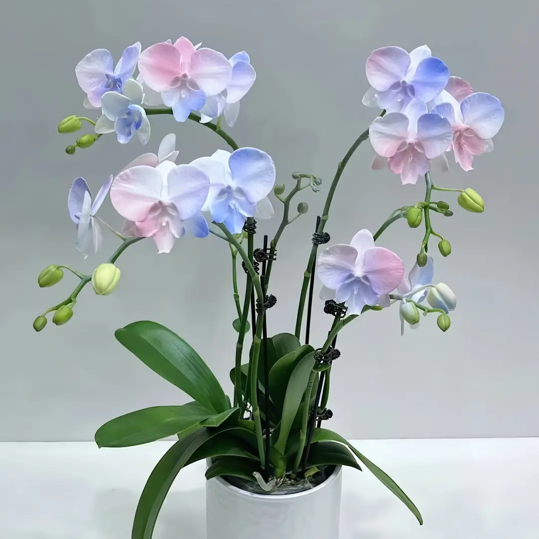 【新款热卖】蝴蝶兰大苗带花剑四季开花花期长室内绿植盆栽浓香型花