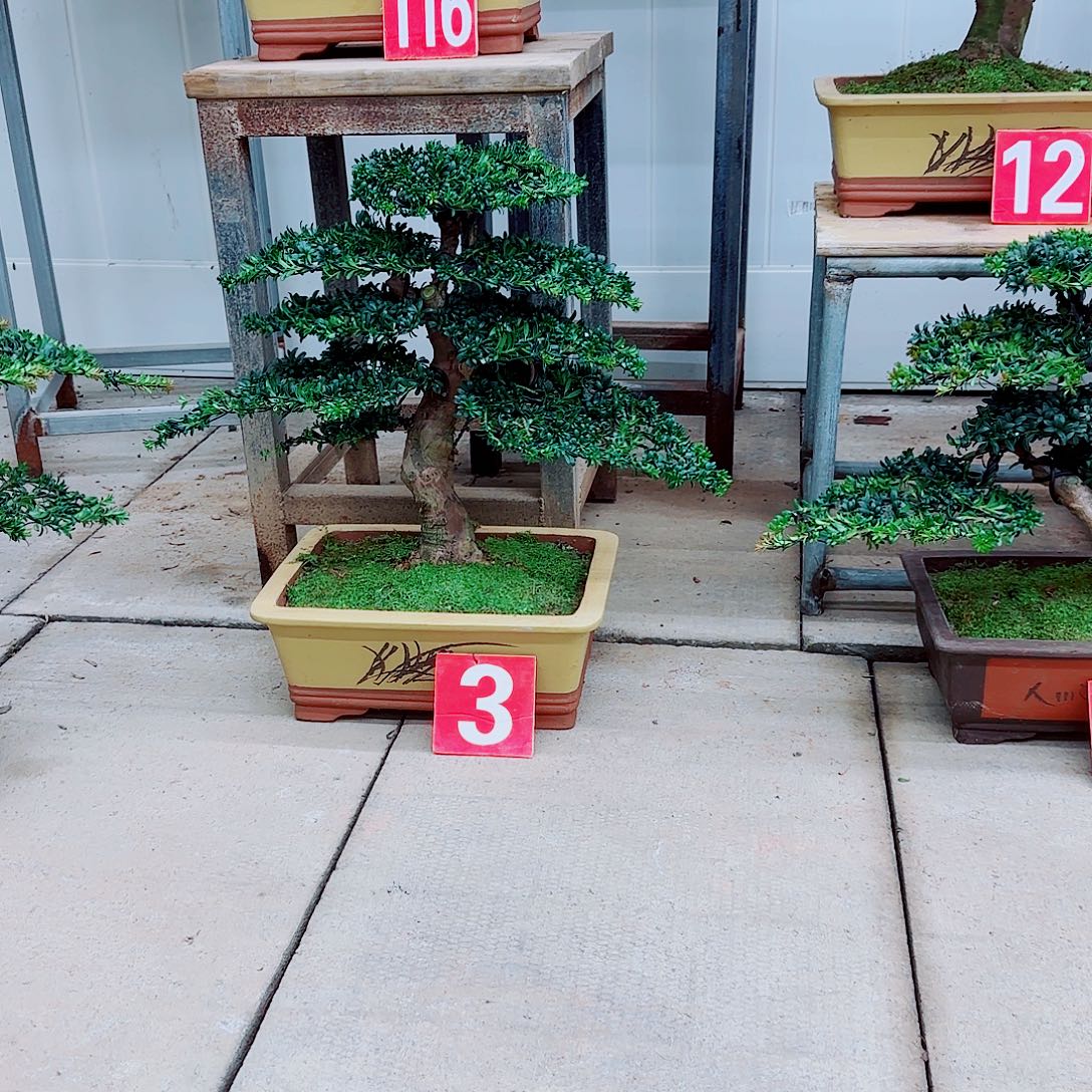 家***缘完全开放盆景园林盆景