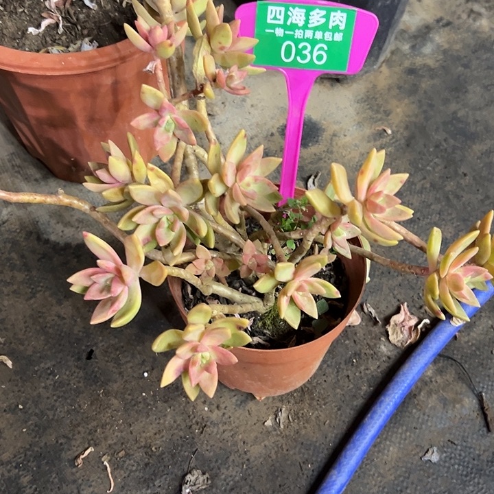 @****布丁多肉植物提取036号