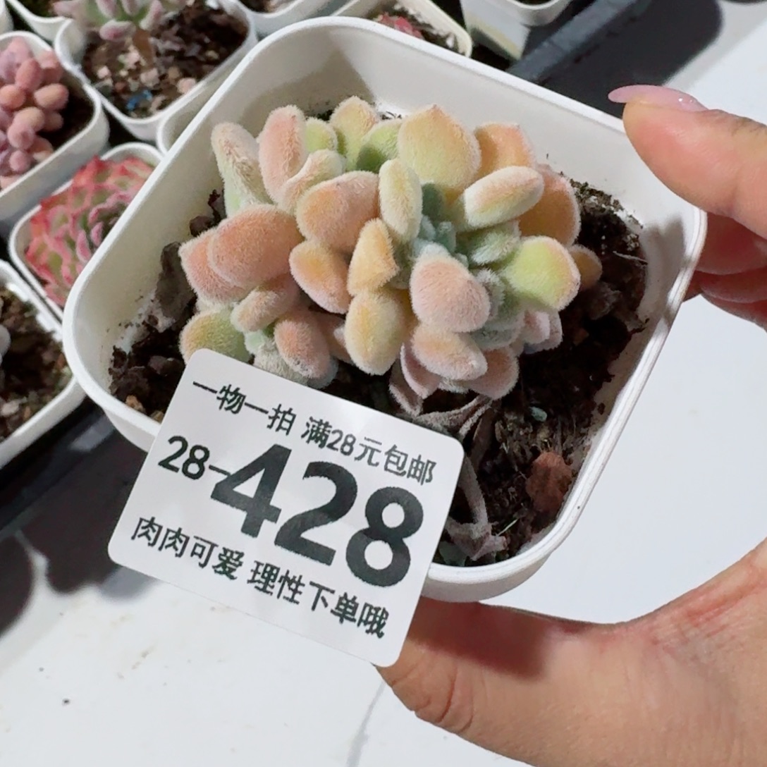 雪晃星缀化多肉多肉无盆土发货