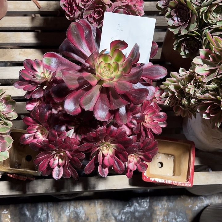 杰***。多肉植物香奈儿花